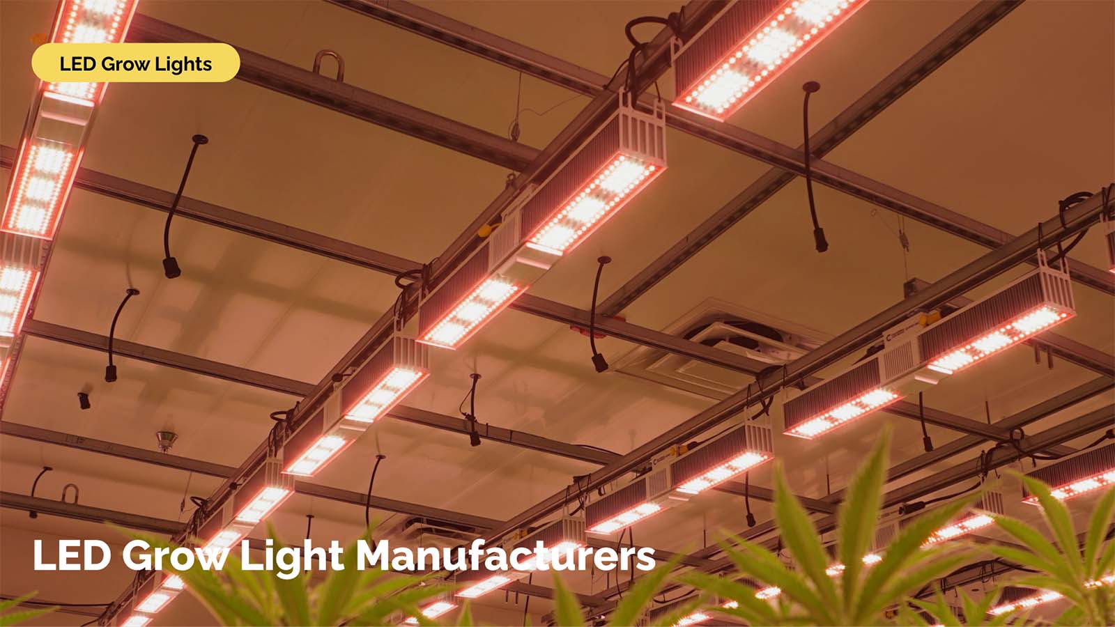 tetraeder patologisk antenne Top 10 Best LED Grow Light Manufacturers