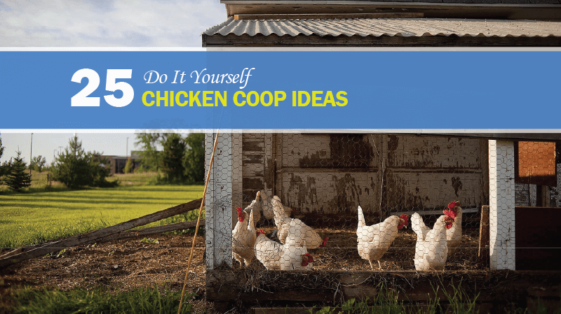 chicken coop ideas