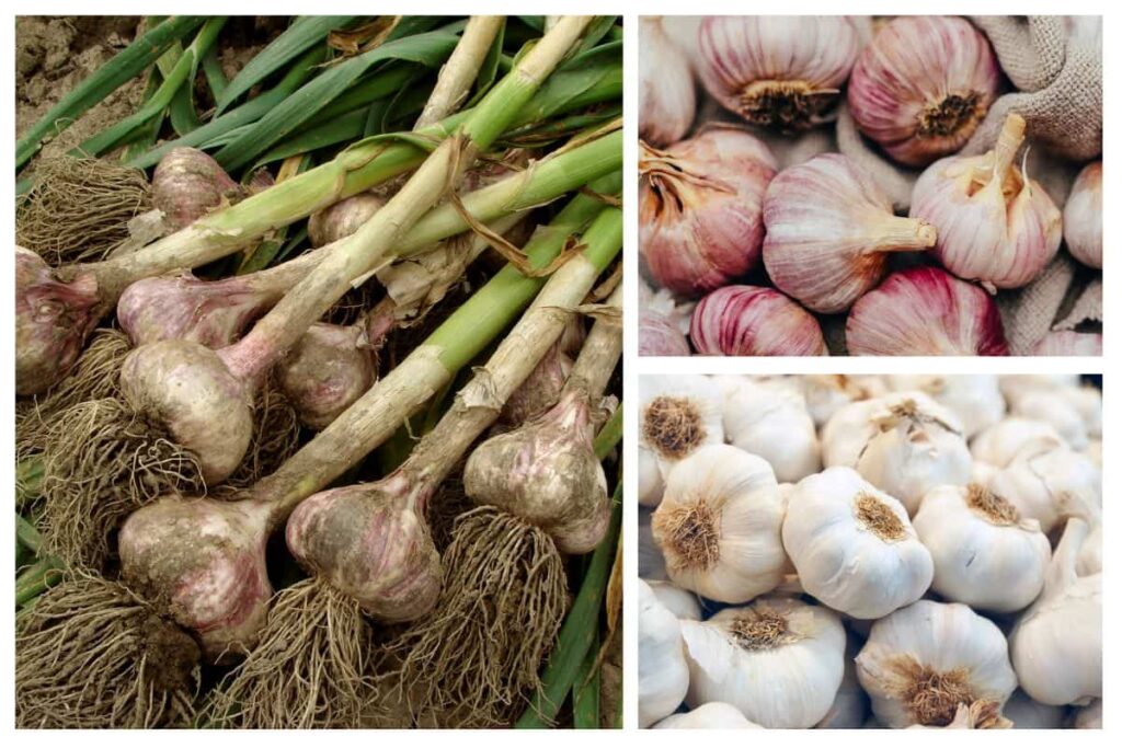 Purple garlic vs white garlic, both are great in their own way